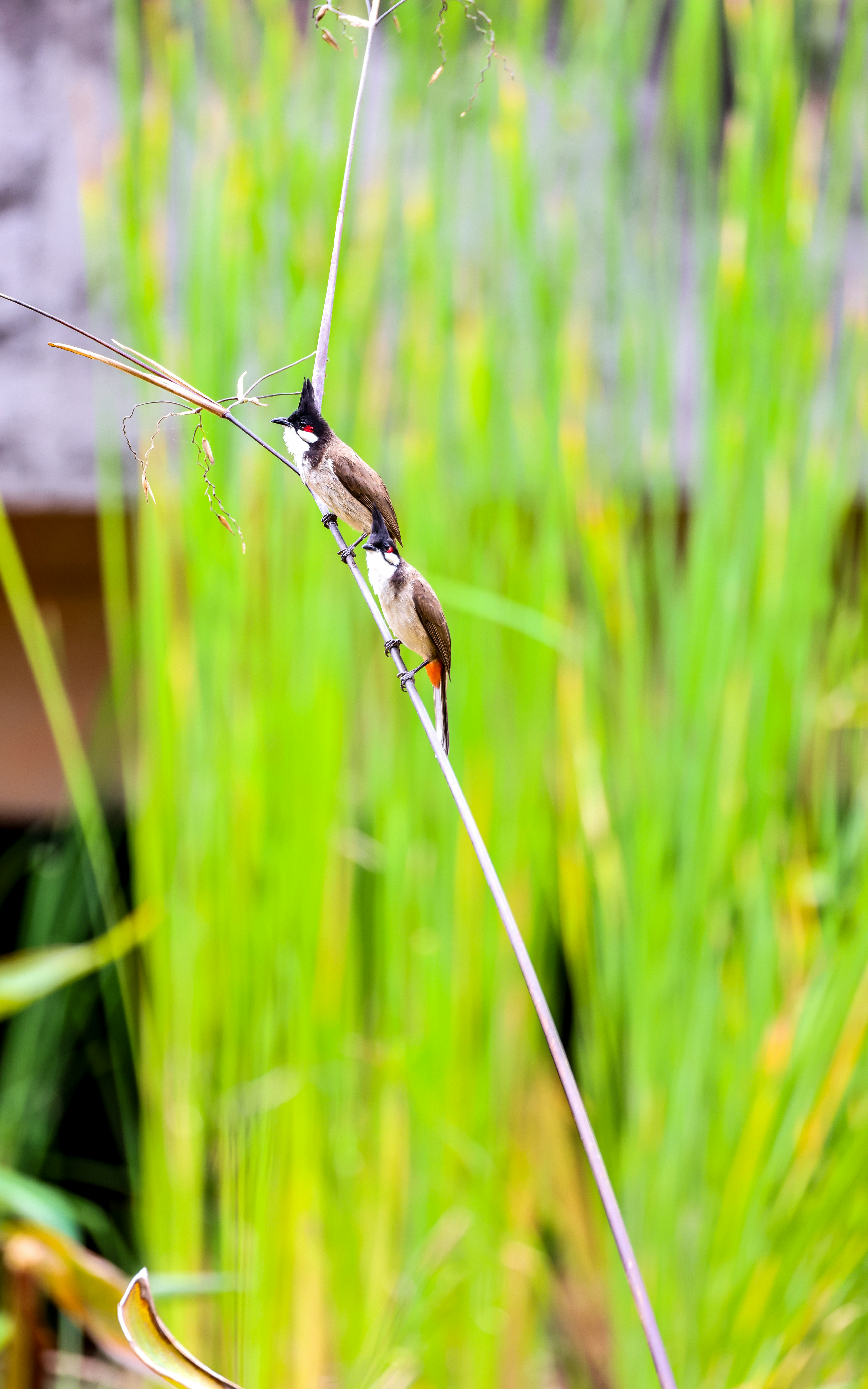 Photo by dickenslin76