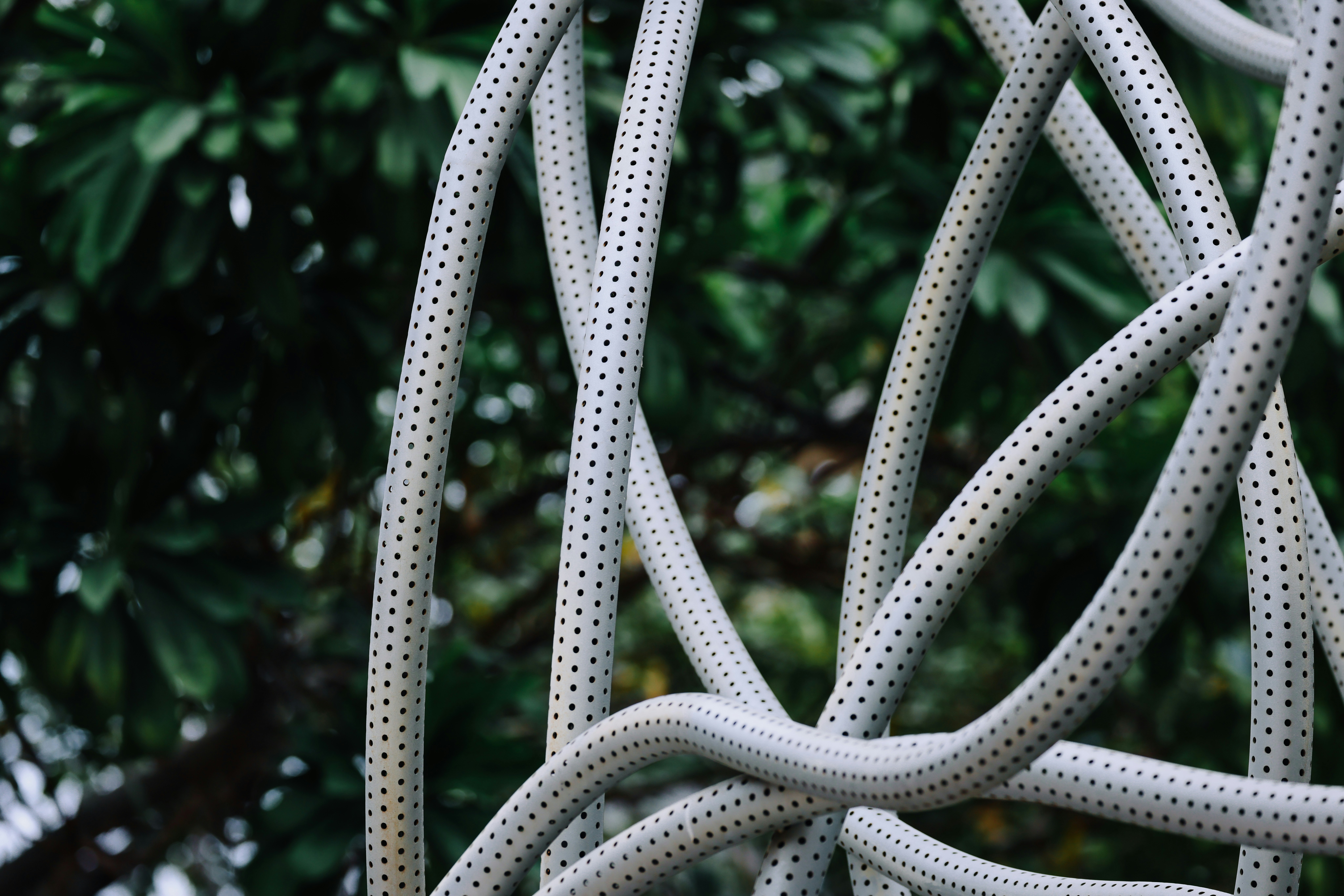 Photo by dickenslin76