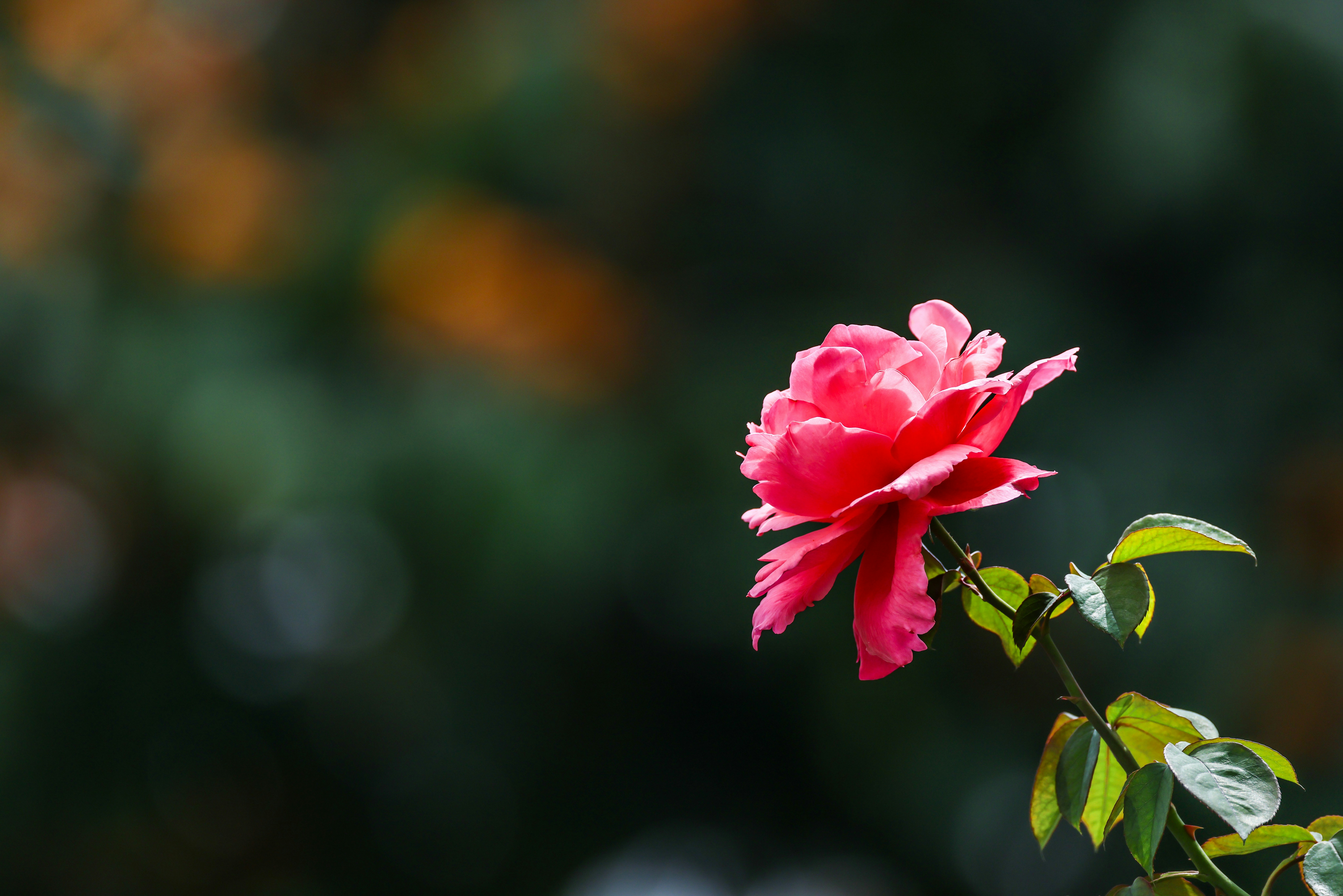 Photo by dickenslin76