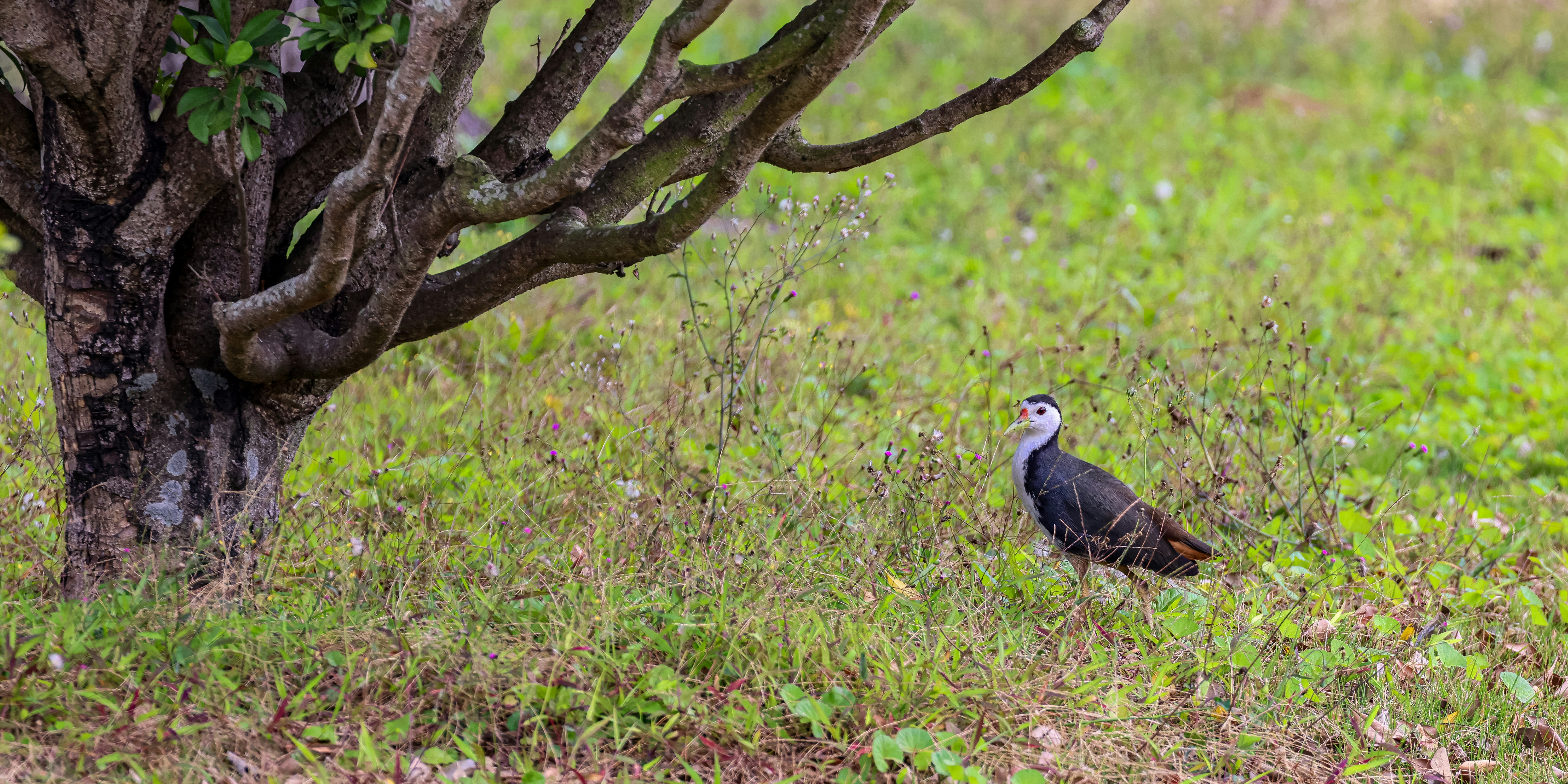 Photo by dickenslin76