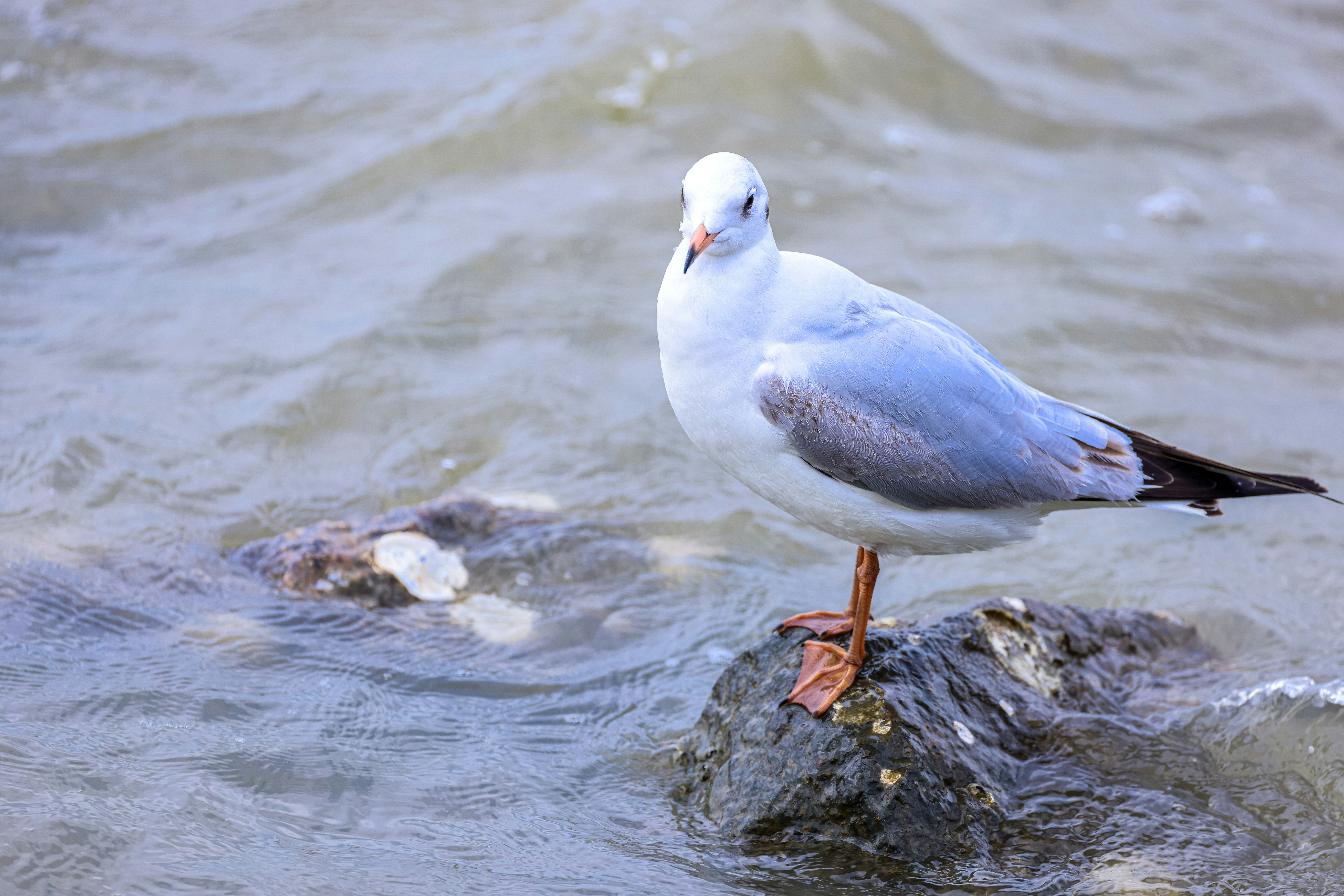 Photo by dickenslin76