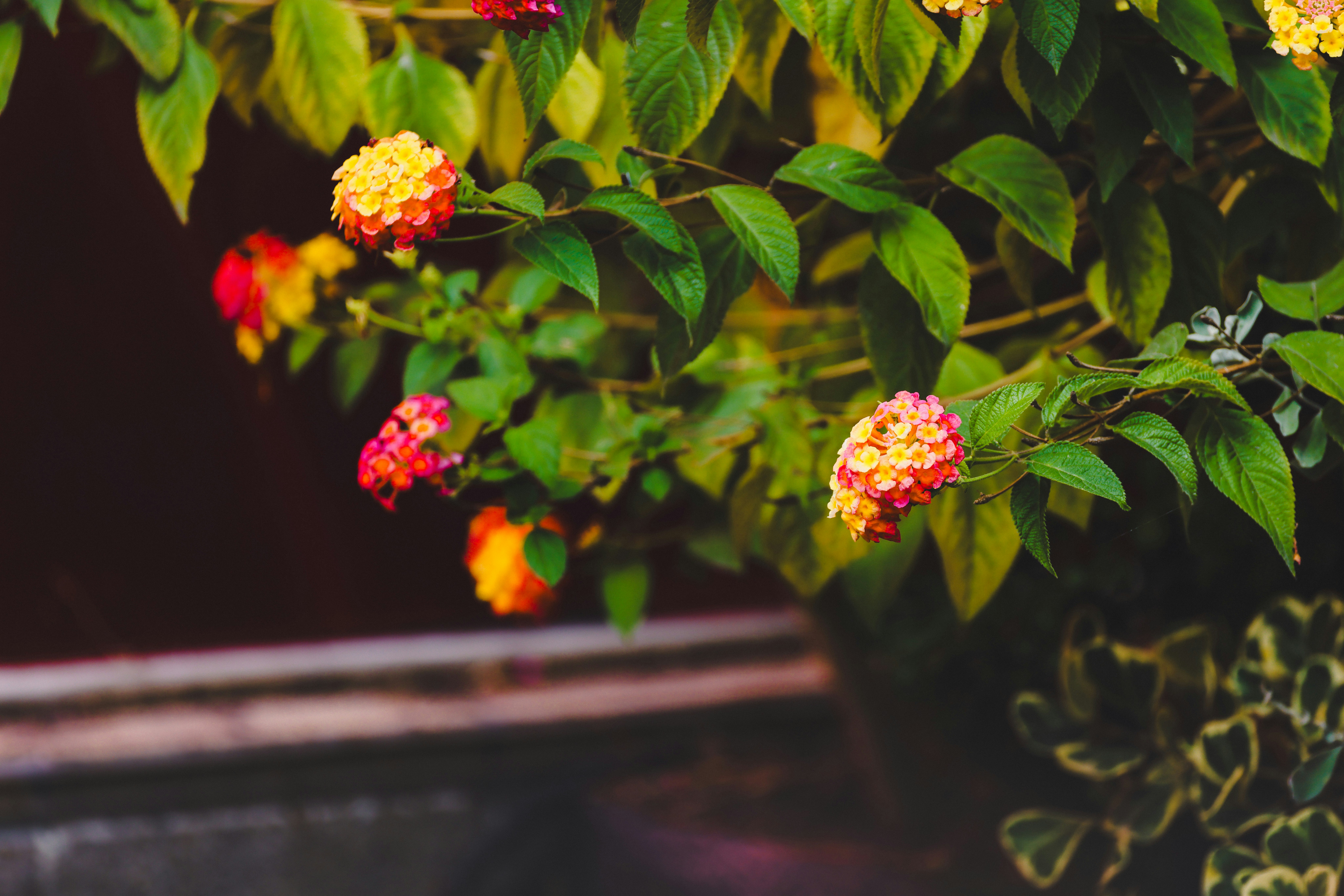 Photo by dickenslin76