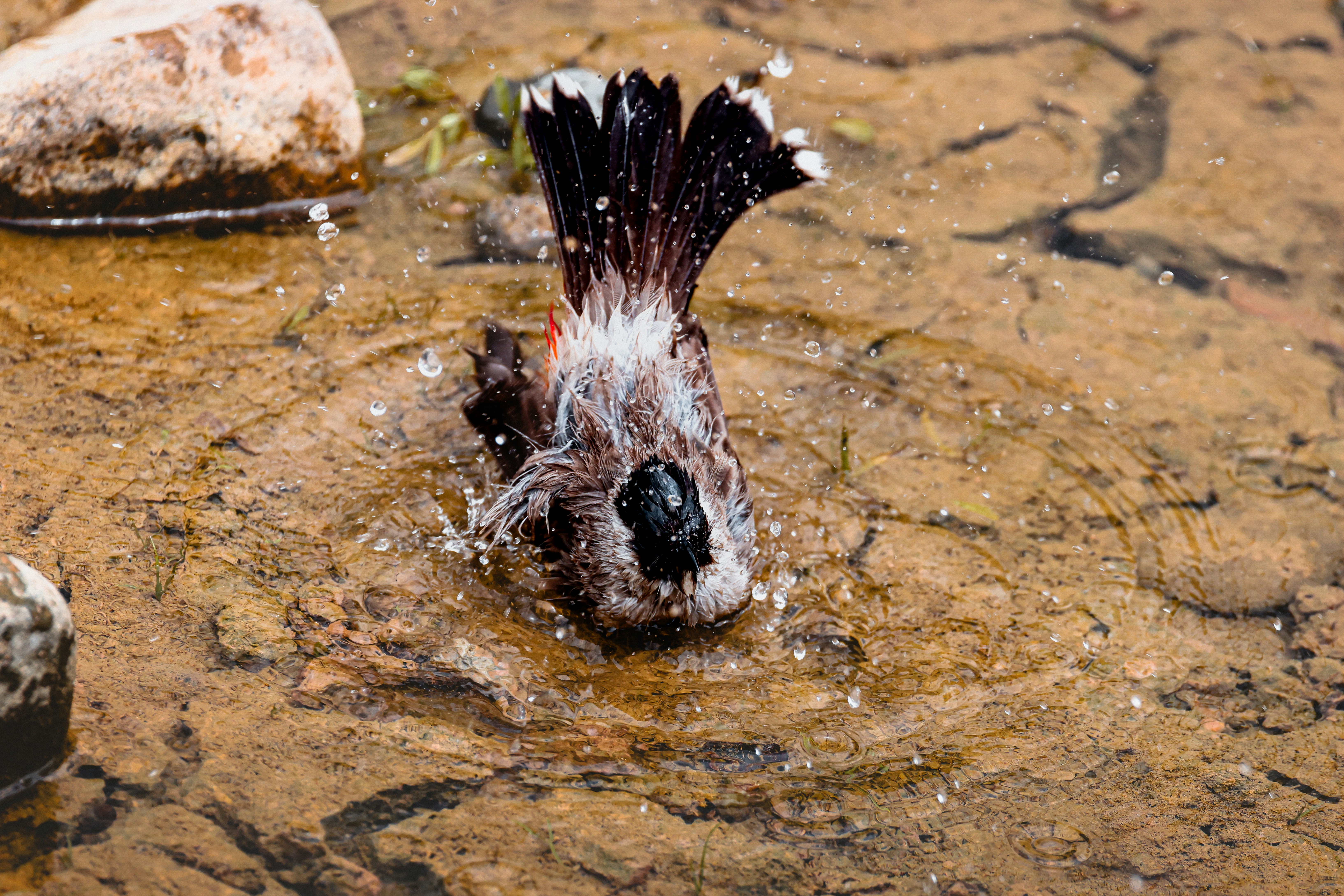 Photo by dickenslin76