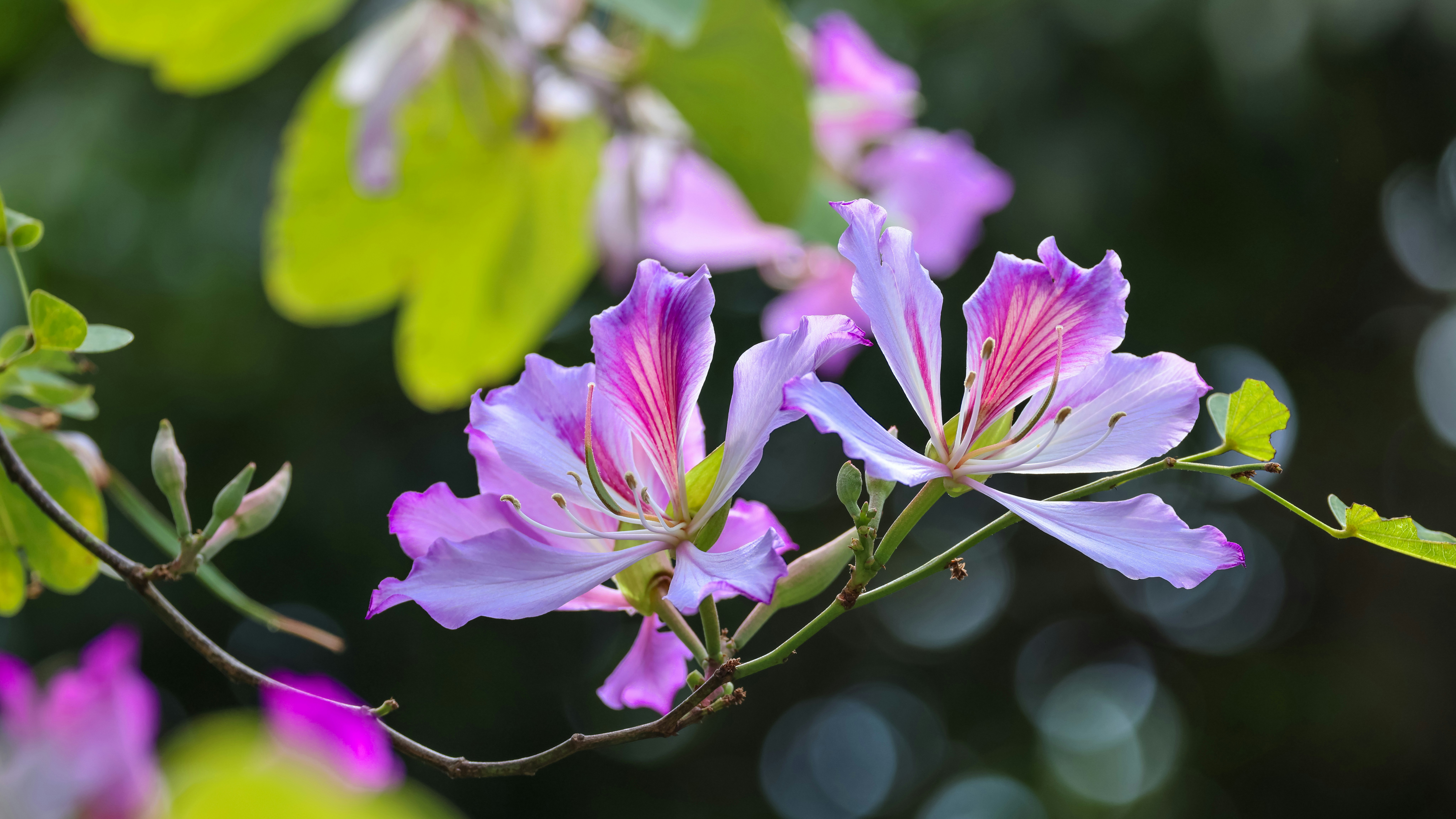 Photo by dickenslin76