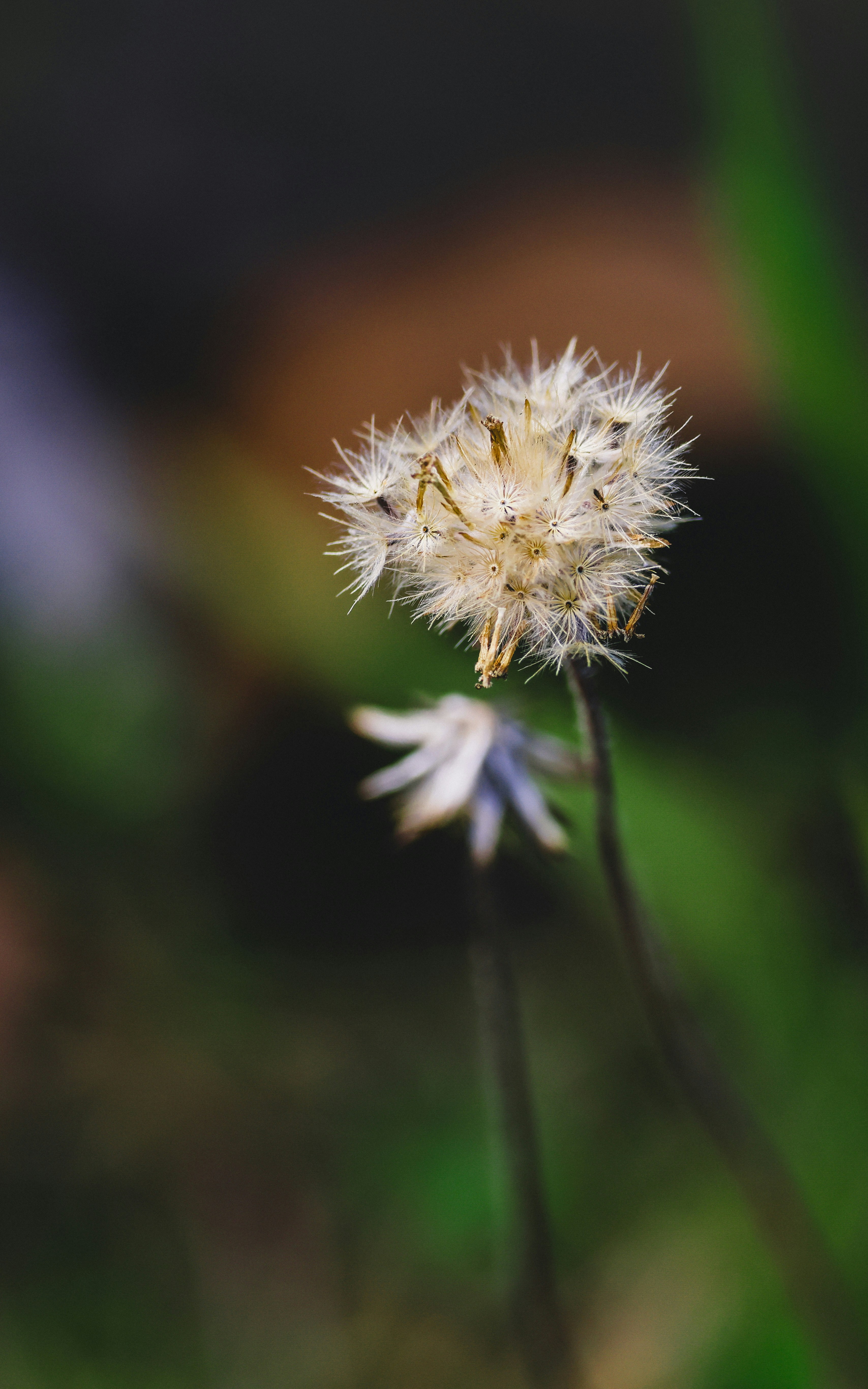 Photo by dickenslin76