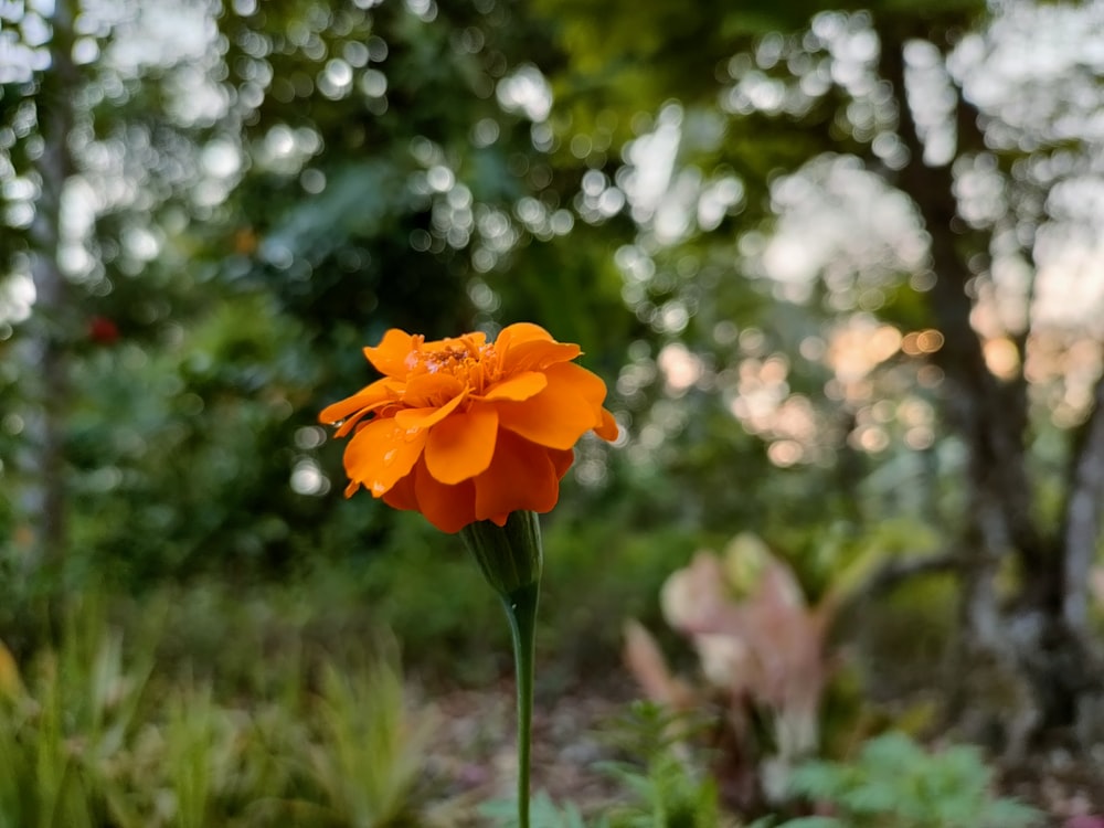 a single orange flower in a garden with trees in the background