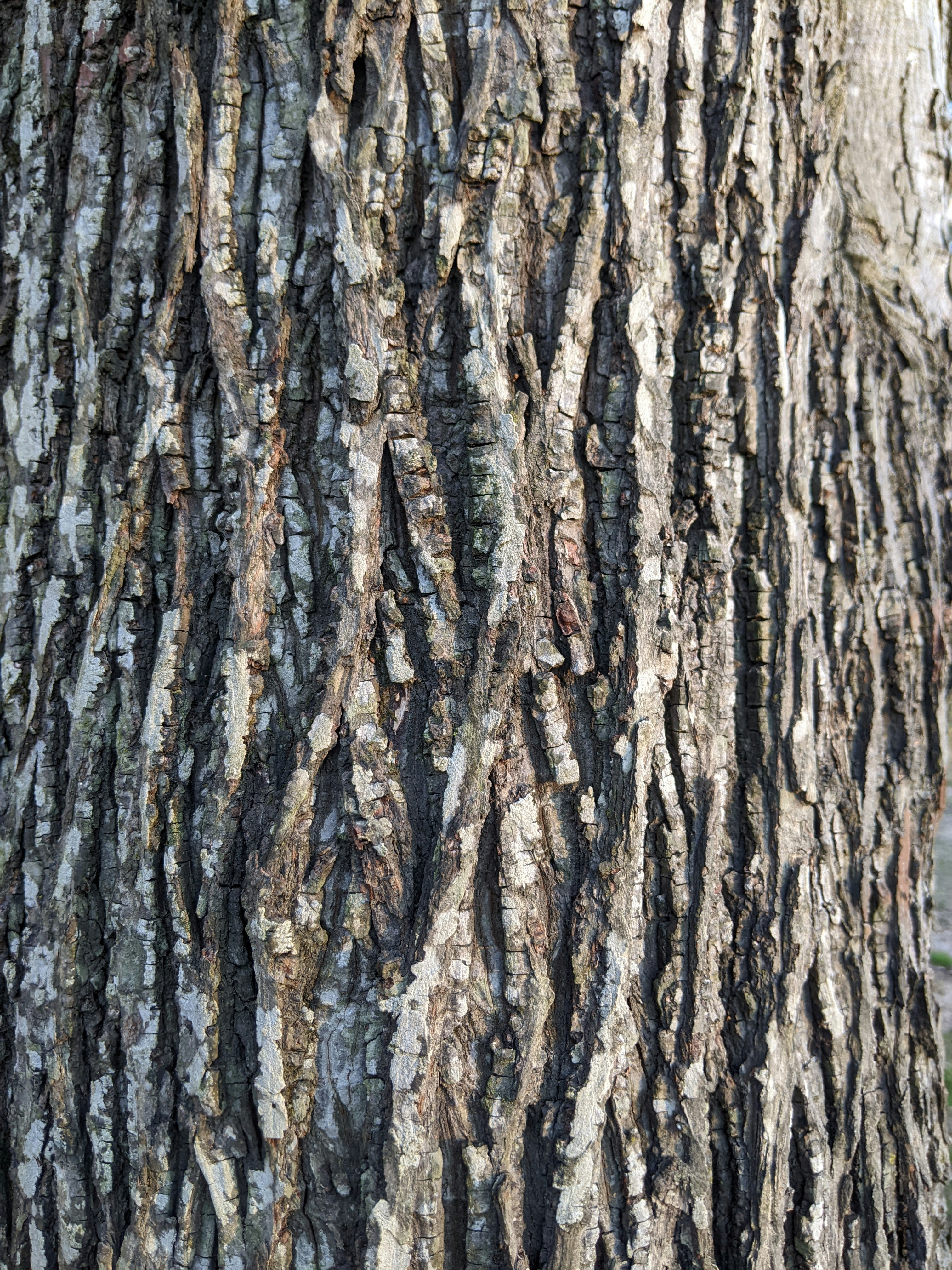 Photo by geethasravanthi