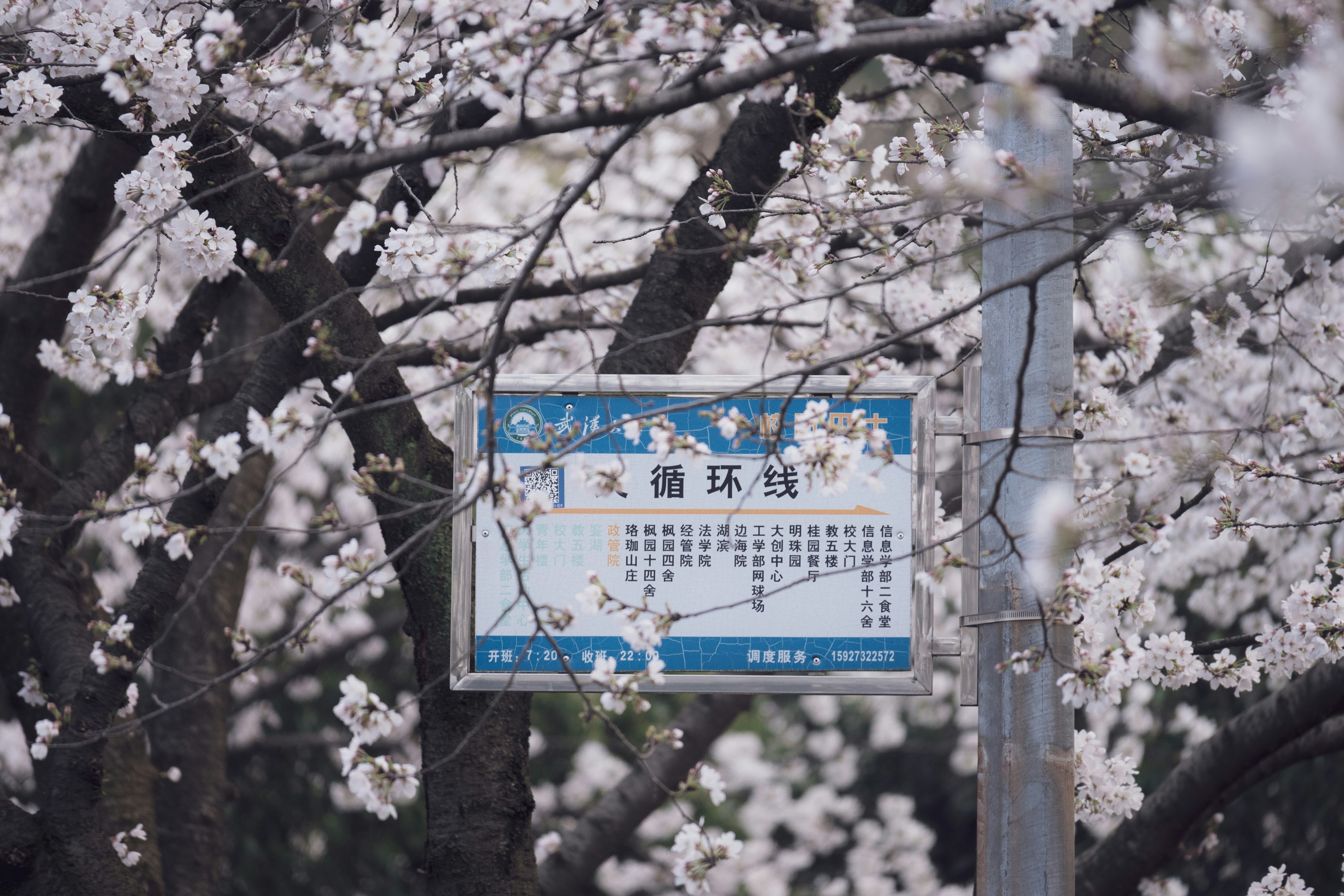 a blue and white sign in front of a tree with white flowers