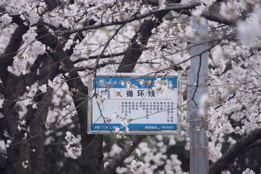 un letrero azul y blanco frente a un árbol con flores blancas