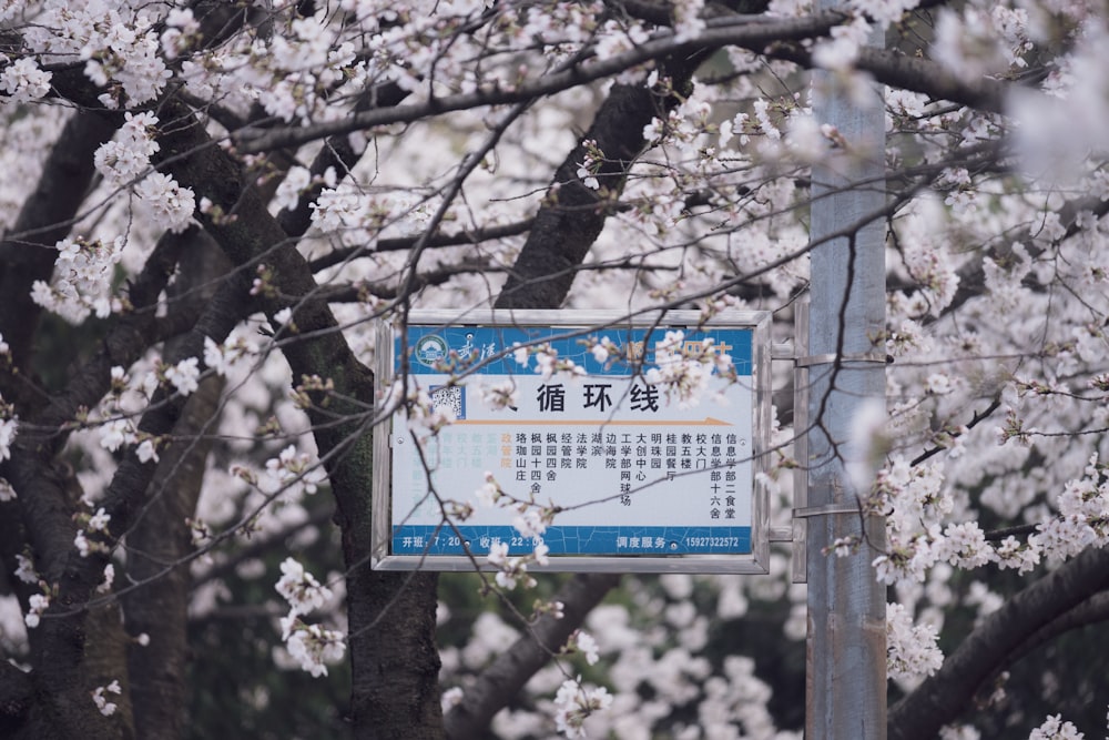 a blue and white sign in front of a tree with white flowers