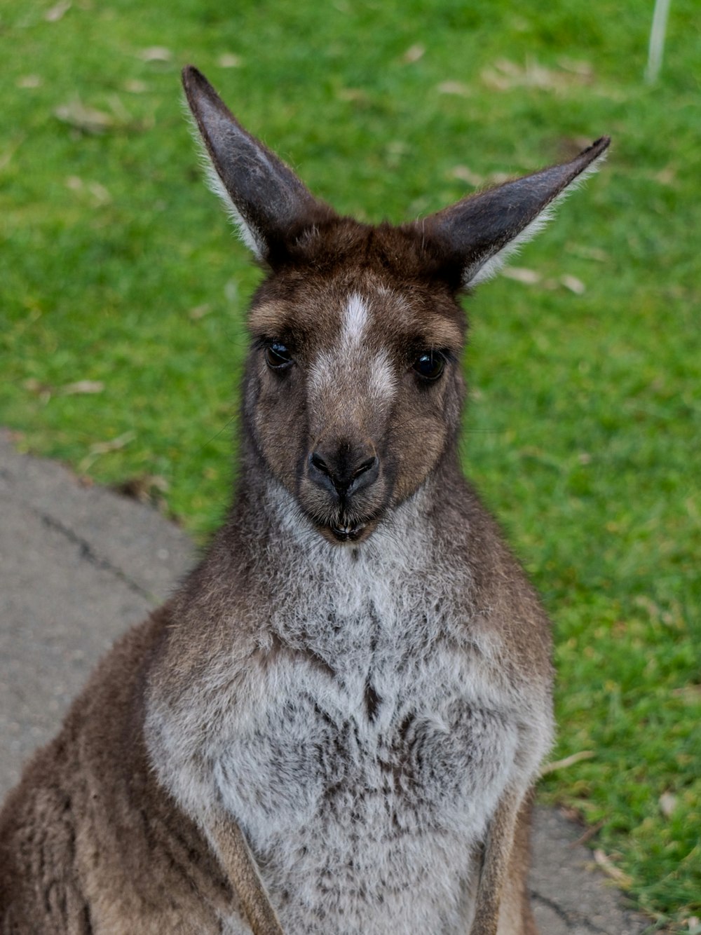 a close up of a kangaroo on a sidewalk