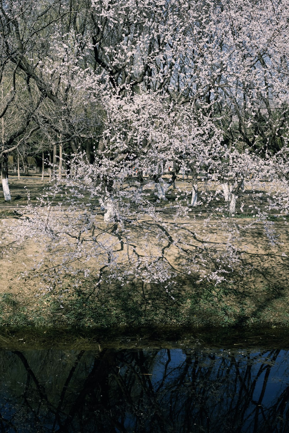 a tree with white flowers near a body of water