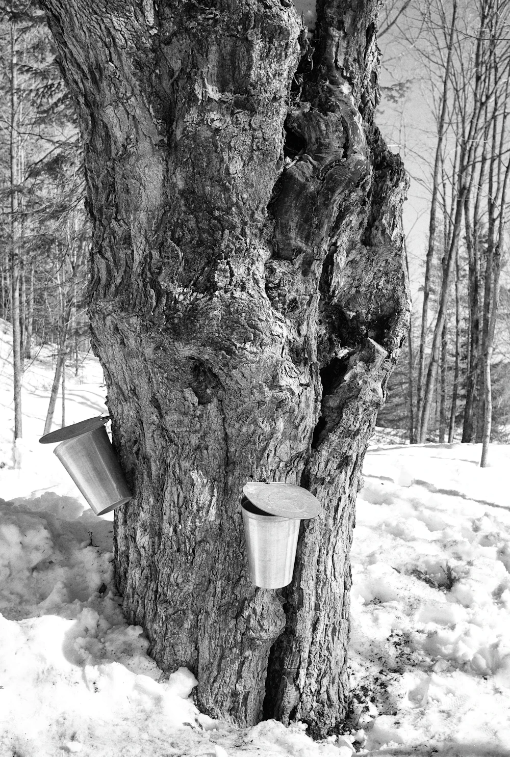 Chaudières de collecte d'eau d'érable sur un érable