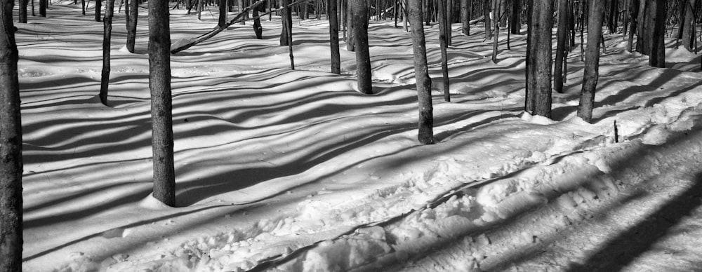 a black and white photo of a snow covered forest