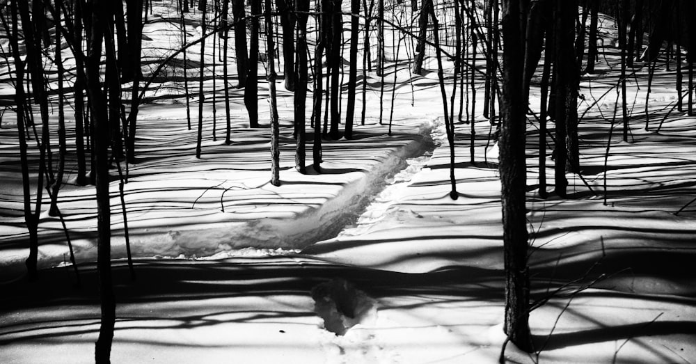 a snow covered path in the middle of a forest