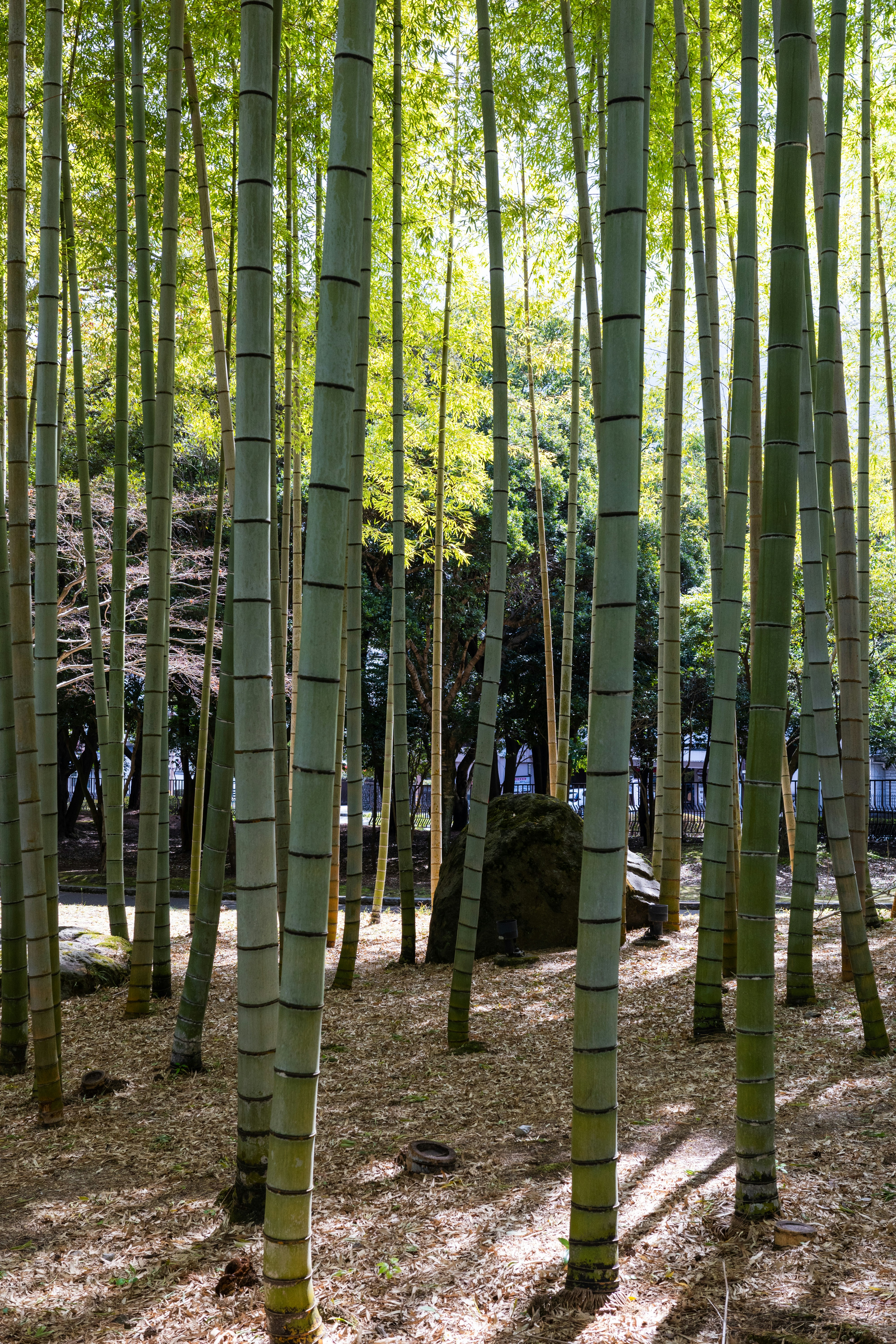 eine Gruppe von Bäumen, die im Dreck stehen