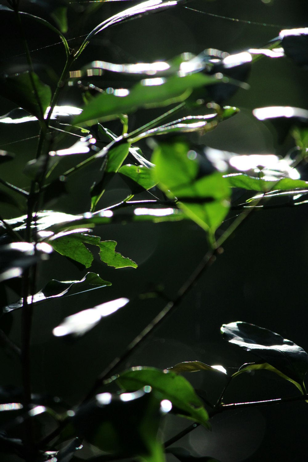 a close up of a tree branch with water droplets on it