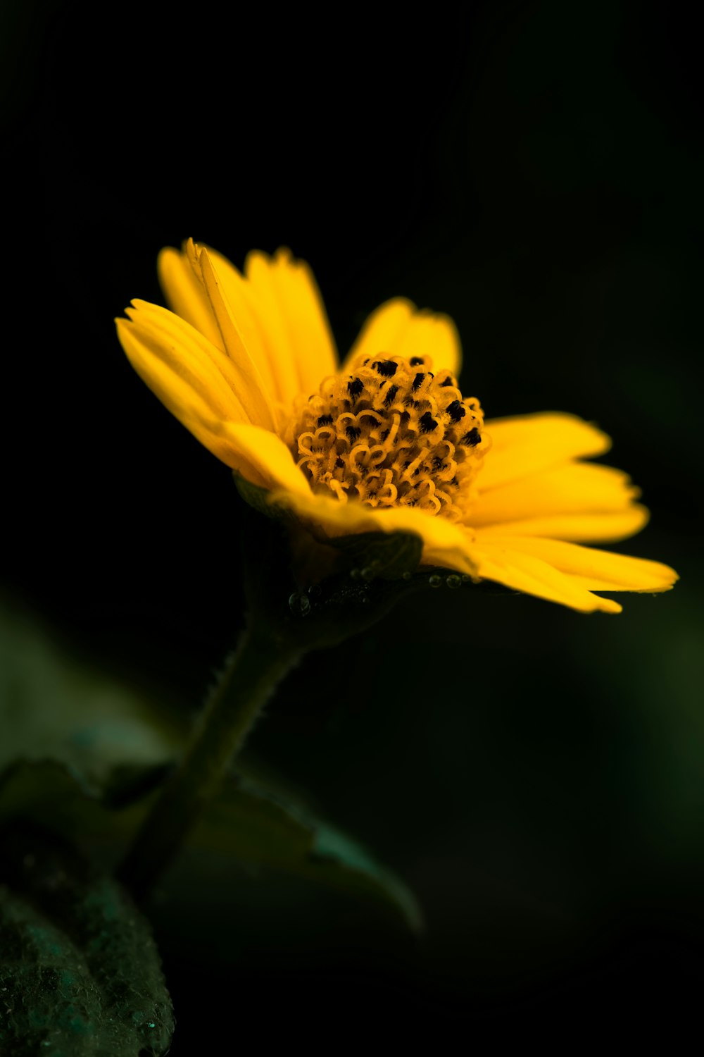 a yellow flower with a black background