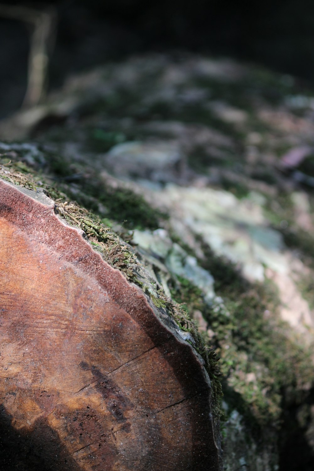 a close up of a tree stump with moss growing on it