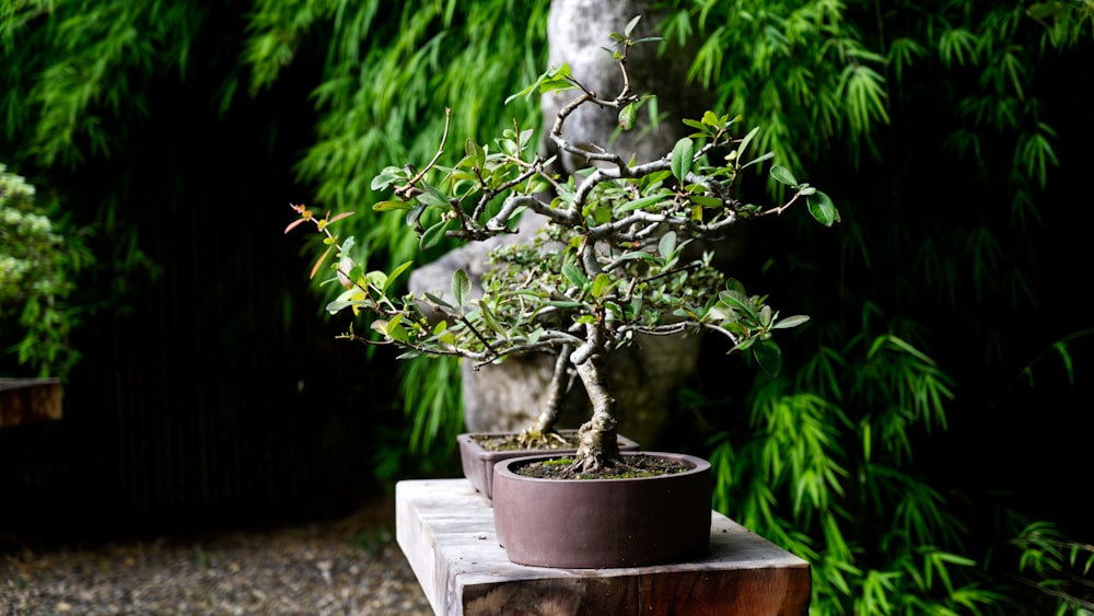 a bonsai tree in a pot on a wooden table