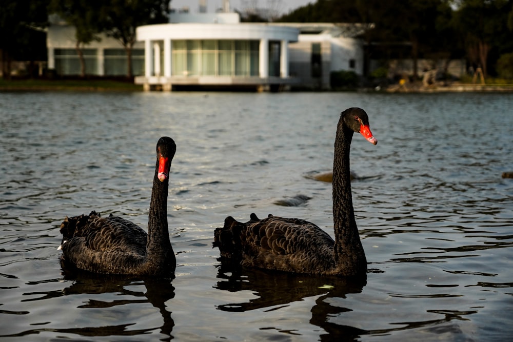 a couple of black swans floating on top of a lake