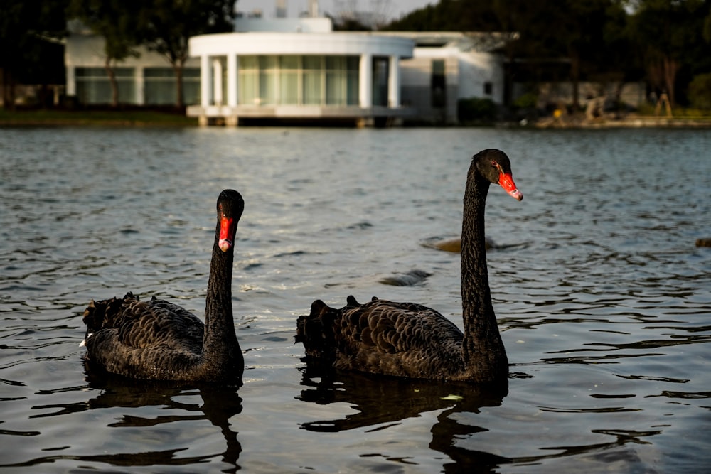 um par de cisnes negros flutuando no topo de um lago