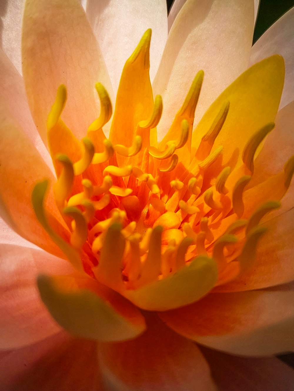 a large white and yellow flower with yellow stamens