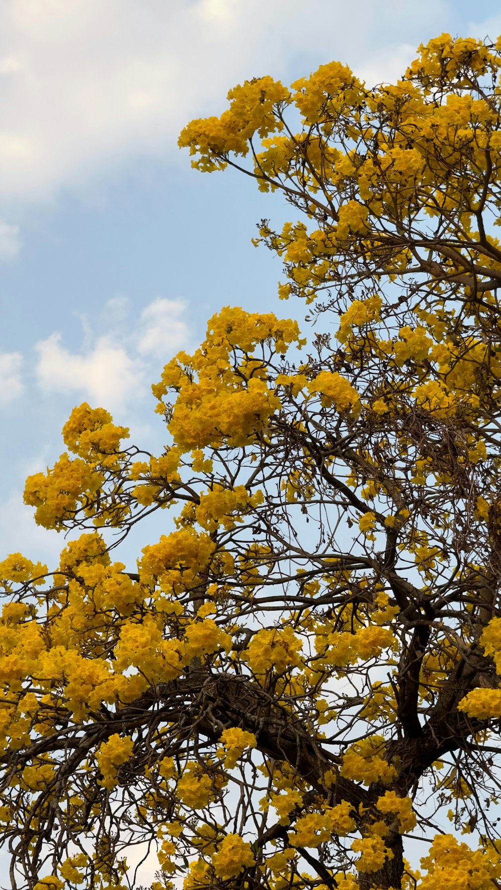 ein großer Baum mit gelben Blüten darauf