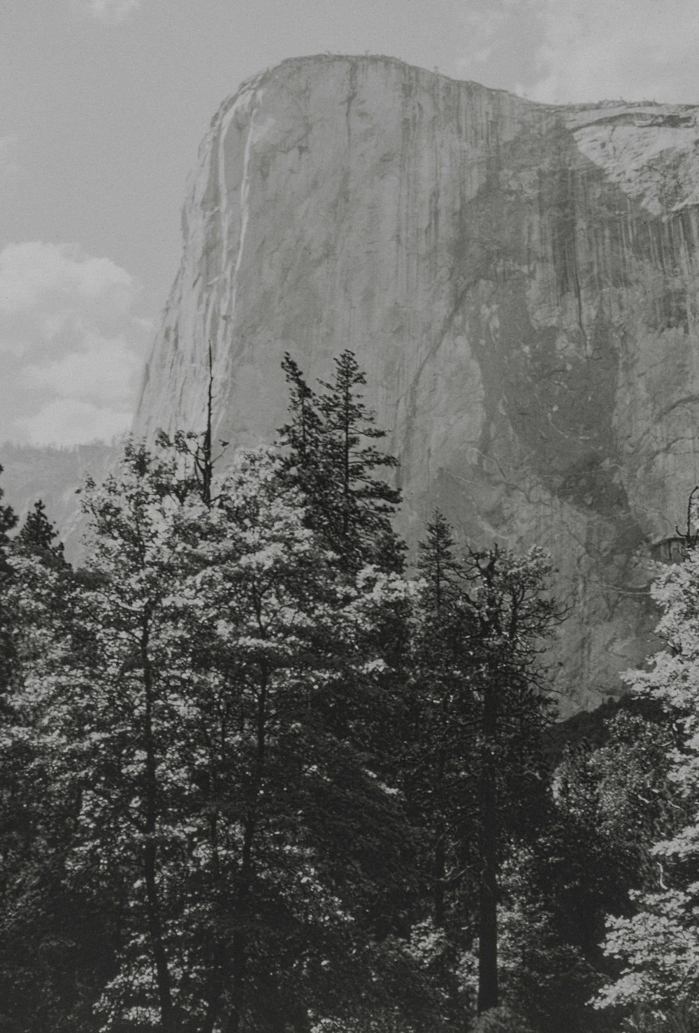 a black and white photo of trees and a mountain