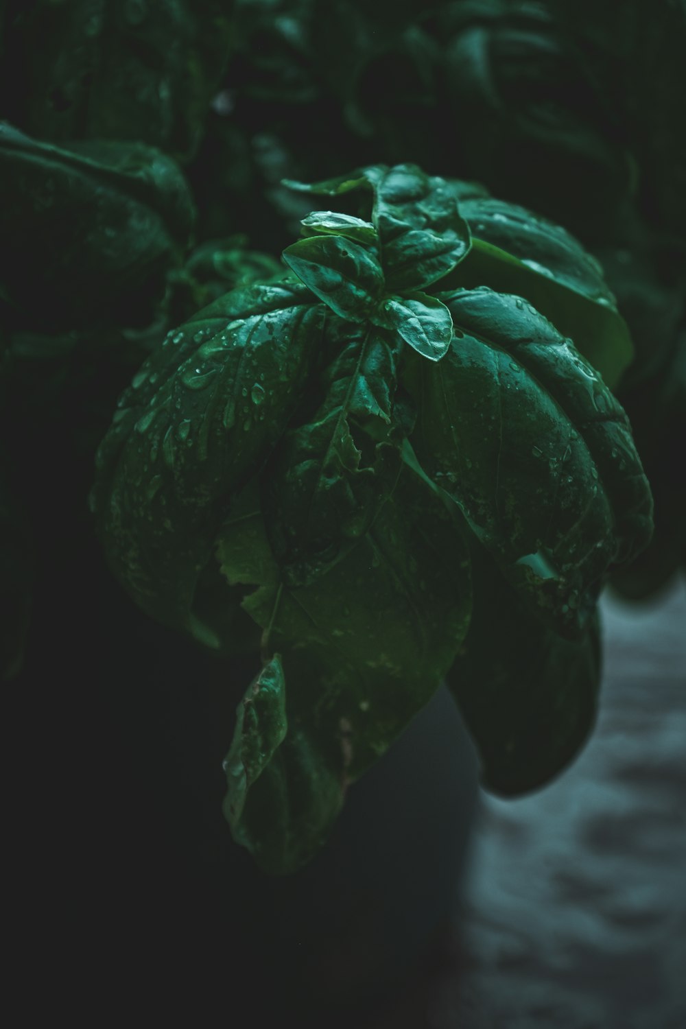 a close up of a bunch of green leaves