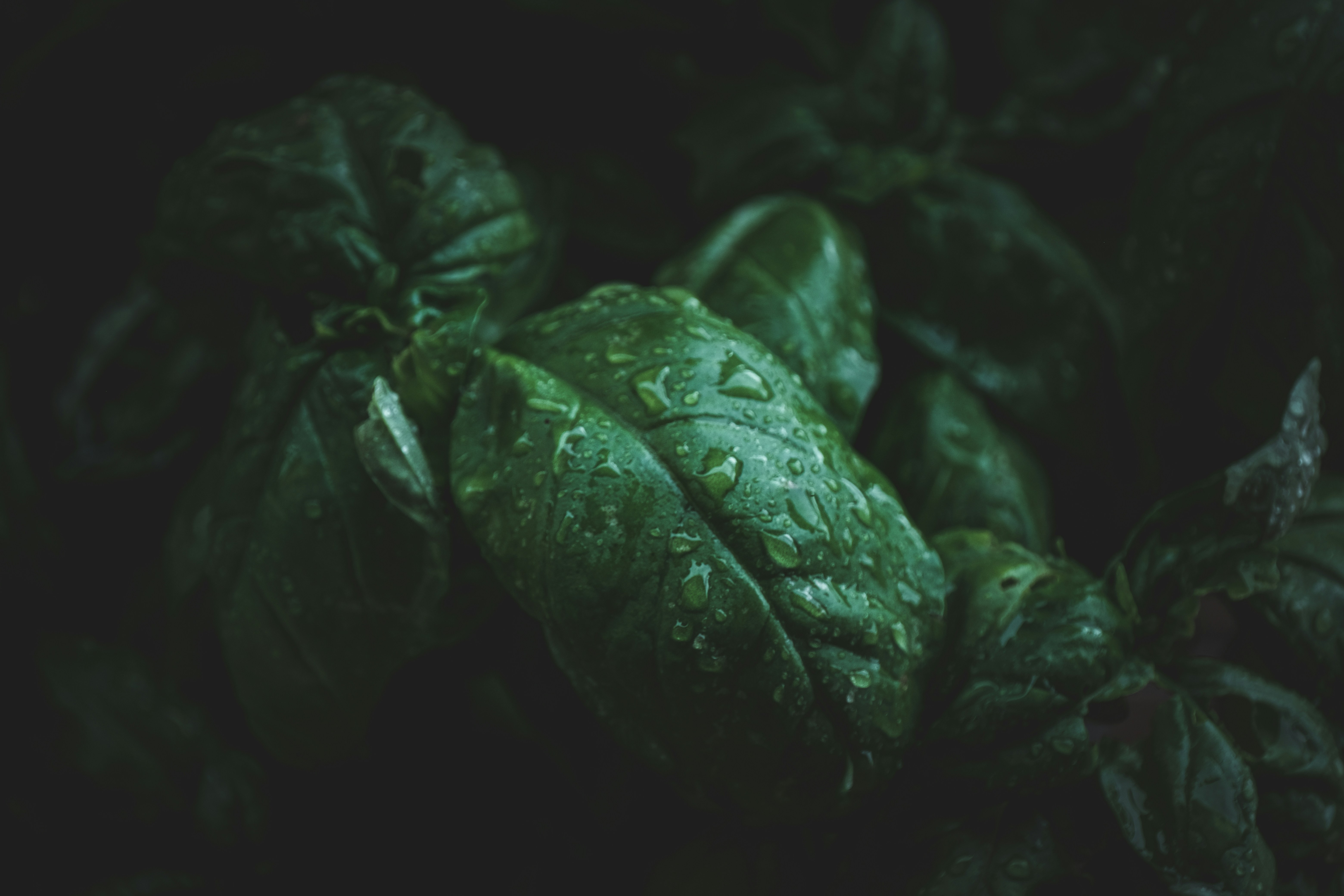 Photo by francesco_ungaro