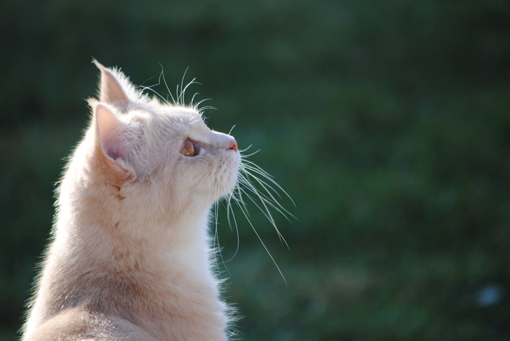 a close up of a cat with a blurry background