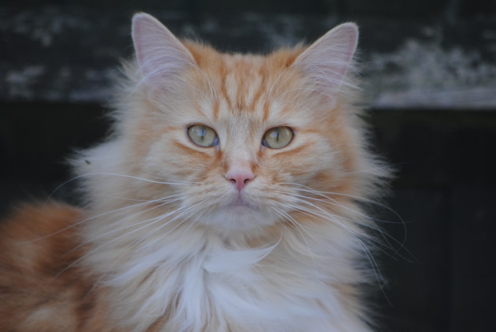 an orange and white cat with blue eyes