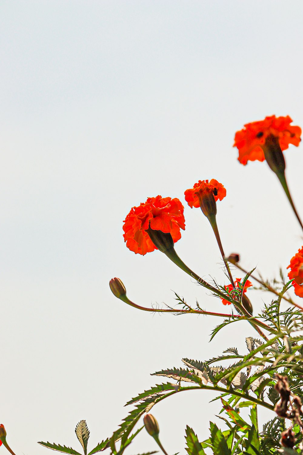 a bunch of flowers that are in the grass