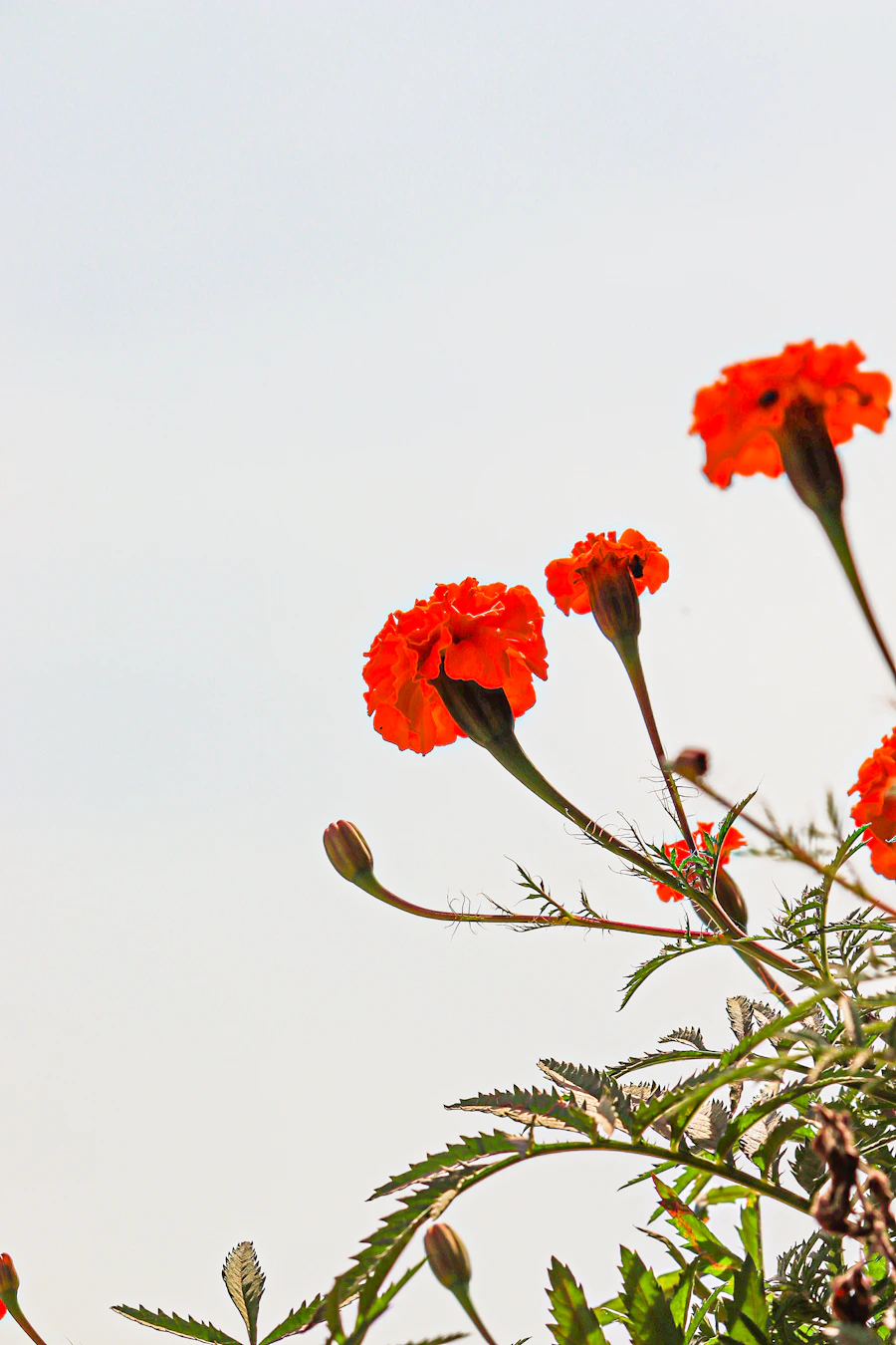 Fresh Indian marigold flowers