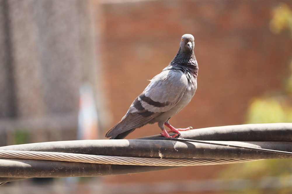 a bird sitting on top of a metal pole