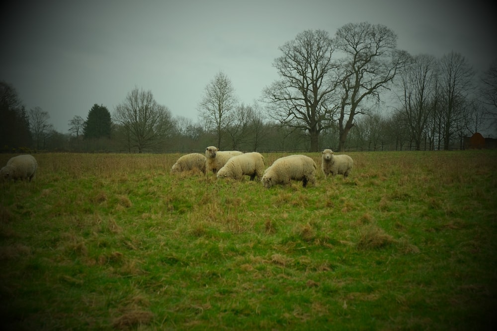 a herd of sheep grazing on a lush green field