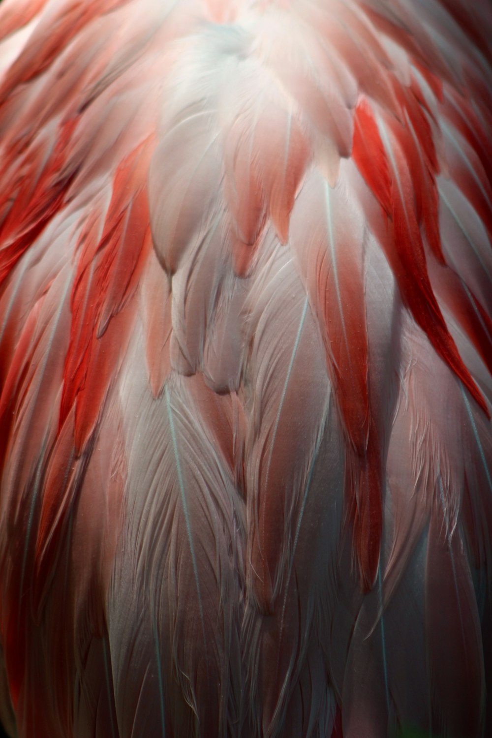 a close up of a pink and white bird