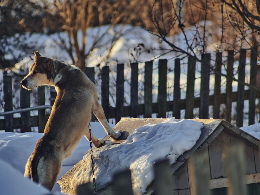 a dog standing on top of a pile of snow