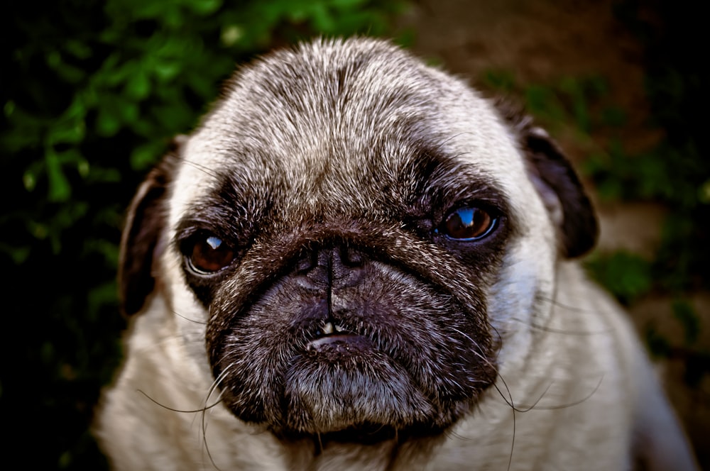 a close up of a pug dog looking at the camera