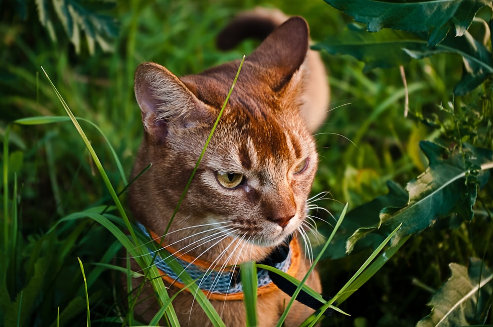 a cat is standing in the tall grass