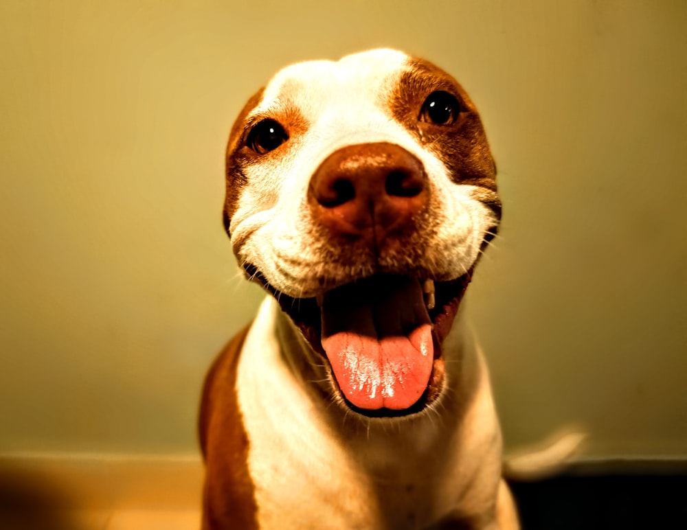 a brown and white dog with its tongue out