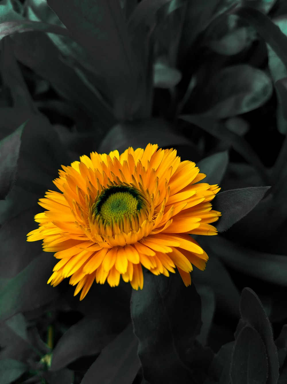 una flor amarilla con un centro verde rodeado de hojas negras