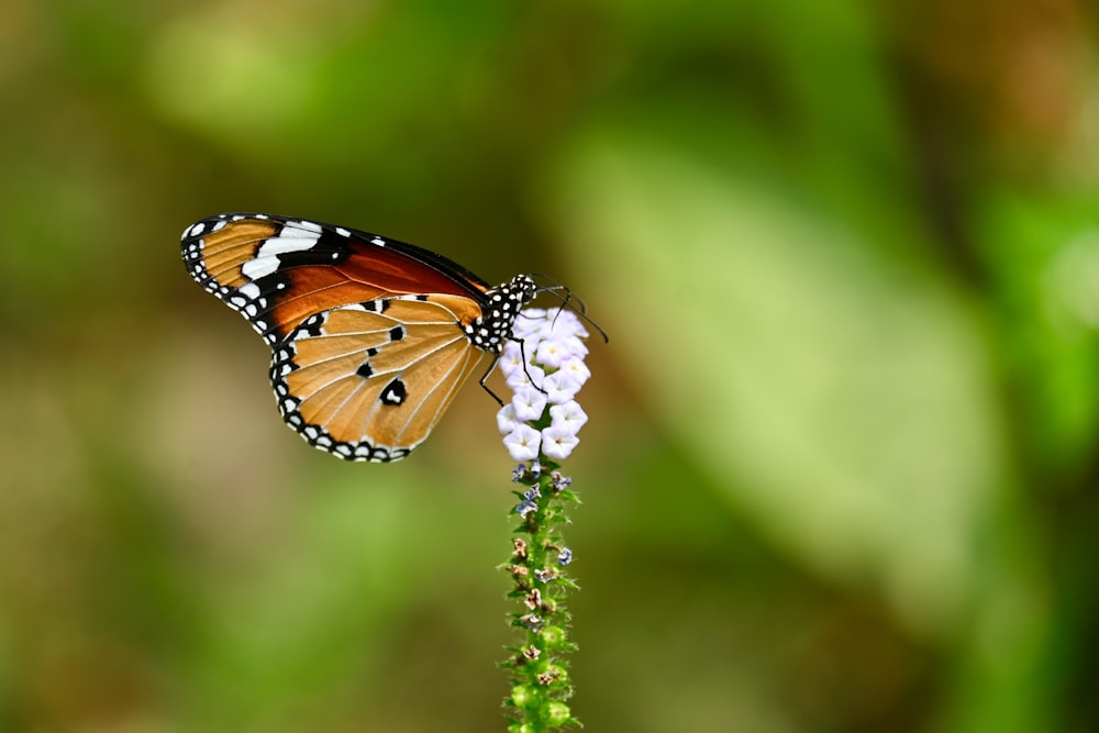 a close up of a butterfly on a flower