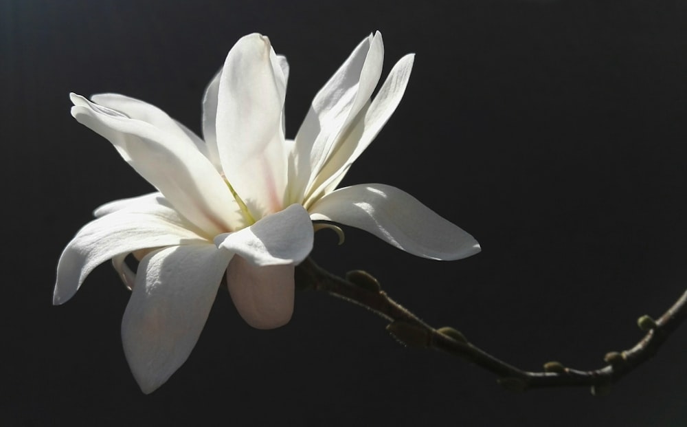 a white flower with a black background