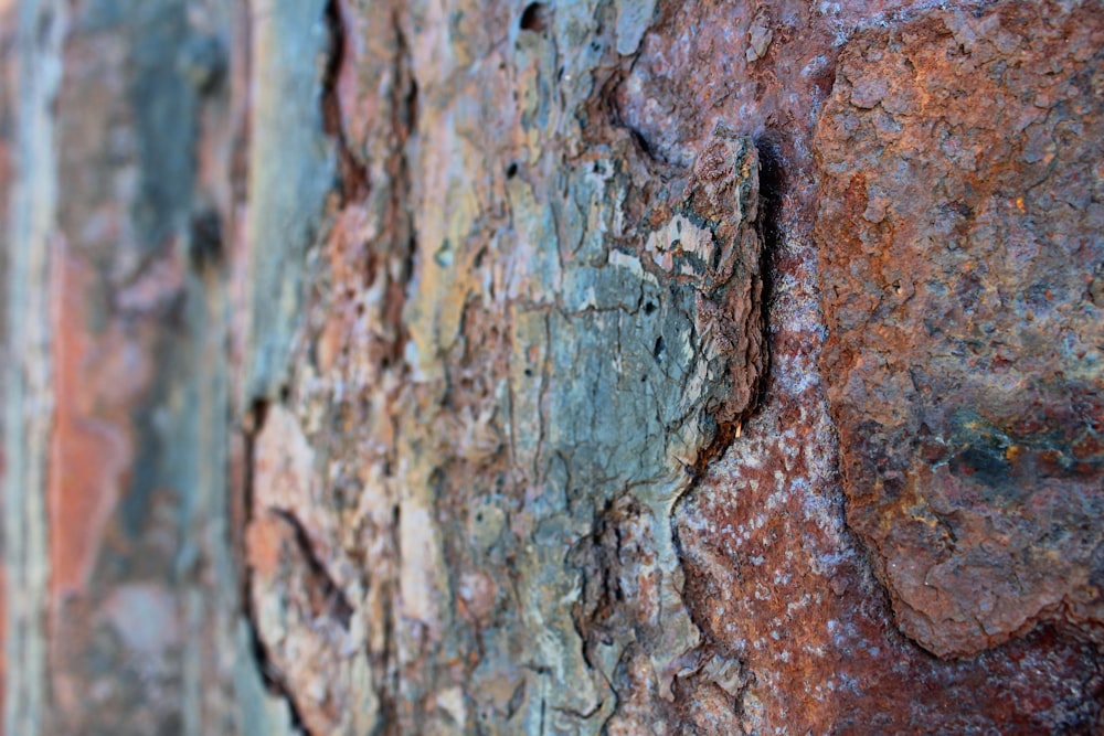 a close up of the bark of a tree