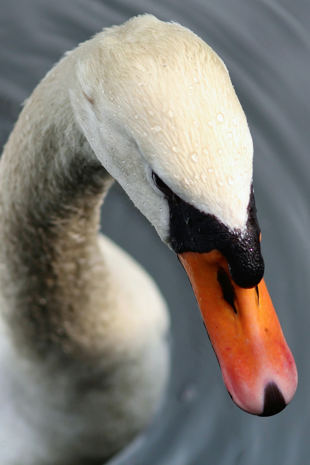 a close up of a swan in the water