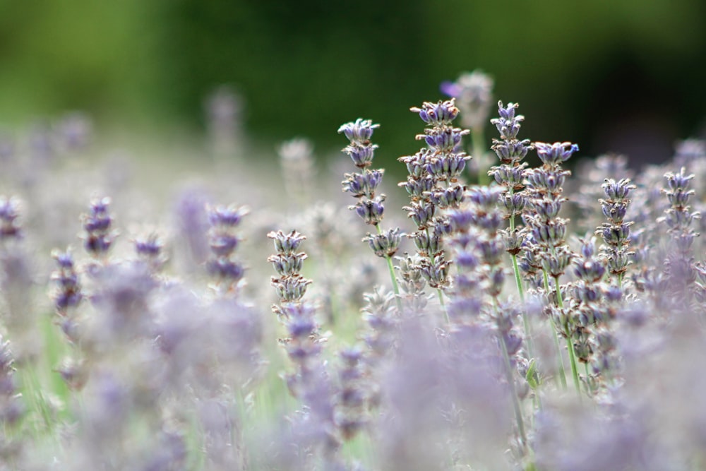 a field of lavender flowers with a blurry background