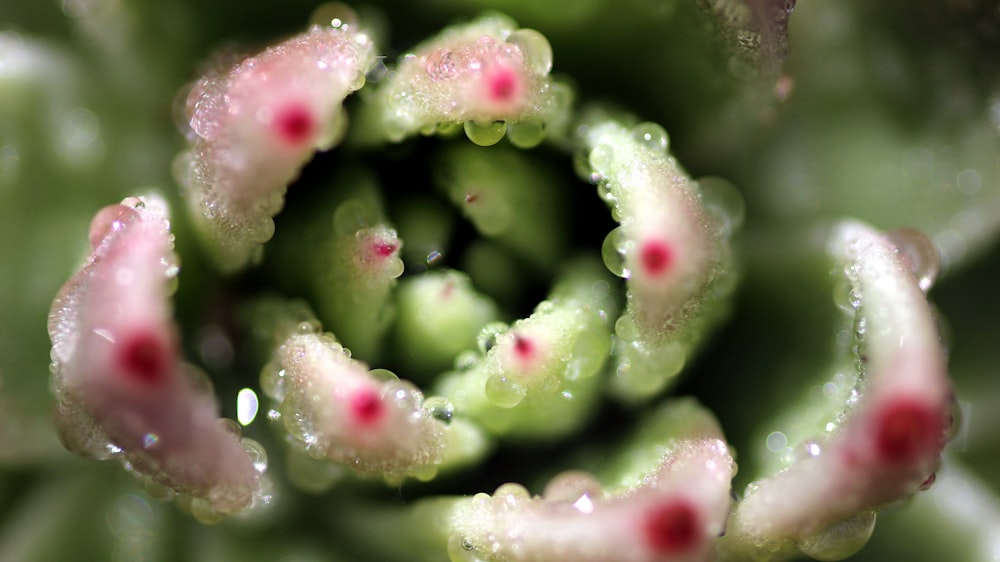 a close up of a green plant with drops of water on it