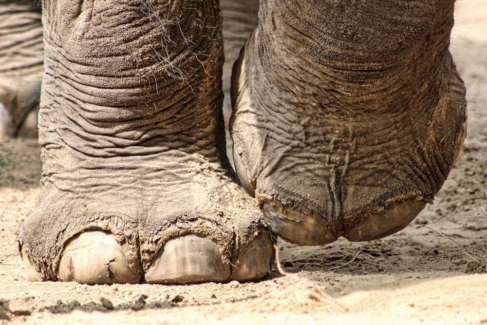 a close up of an elephant's feet with dirt on the ground